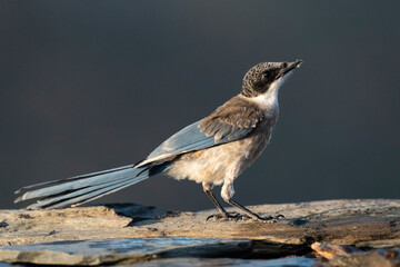 Blauwe Ekster, Iberian Magpie, Cyanopica cooki