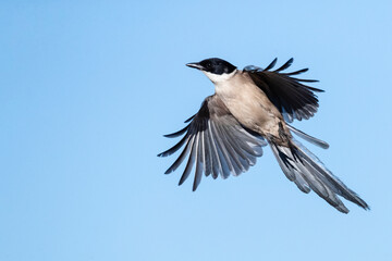 Blauwe Ekster, Iberian Magpie, Cyanopica cooki