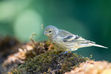 Citroenkanarie, Citril Finch, Serinus citrinella