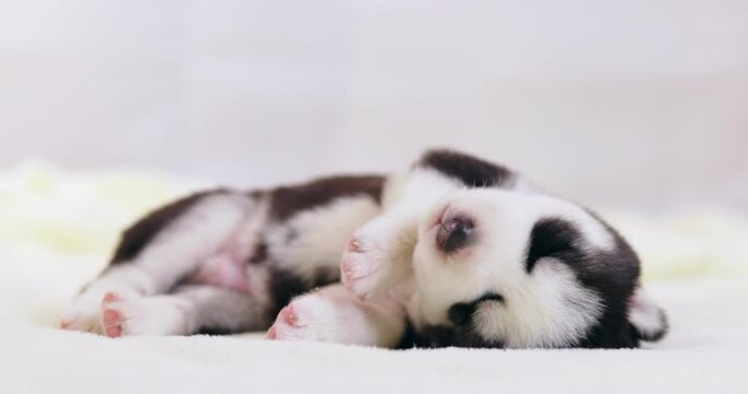 A puppy of Siberian Husky are sleeping on a white blanket