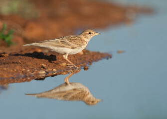Greater Short-toed Lark, Calandrella brachydactyla brachydactyla
