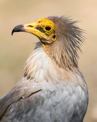 Fototapeta premium Egyptian Vulture, Neophron percnopterus