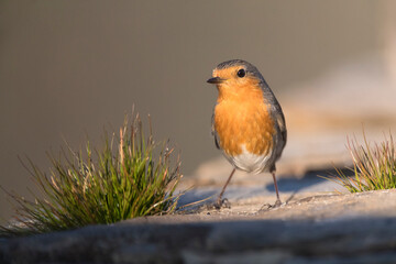 Roodborst; European Robin; Erithacus rubecula