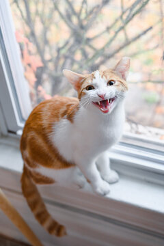 Orange and White Cat Smiling with Mouth Wide Open