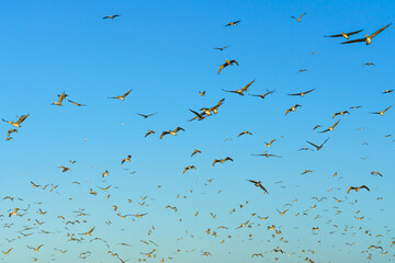 Flock of flying brown pelicans and bright blue sky on background