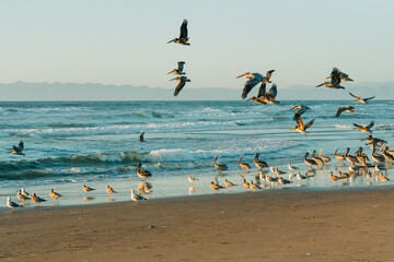 Group of sea birds on the beach, flying pelicans and seagulls. Beautiful blue sea, and clear blue sky background