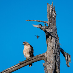 Red-tailed Hawk