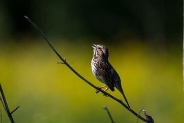 Singing Song Sparrow