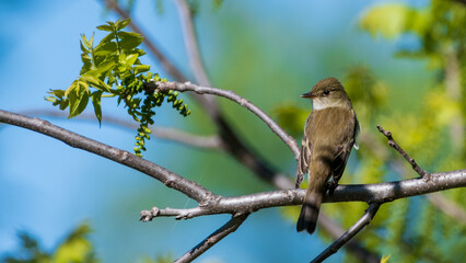 Eastern Phoebe Perched on Branch