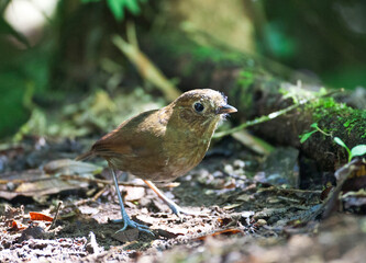 Caldasmierpitta, Brown-banded Antpitta, Grallaria milleri