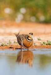 Witbuikzandhoen, Pin-tailed Sandgrouse, Pterocles alchata