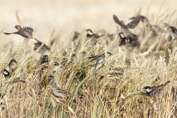 Spaanse Mus, Spanish Sparrow, Passer hispaniolensis