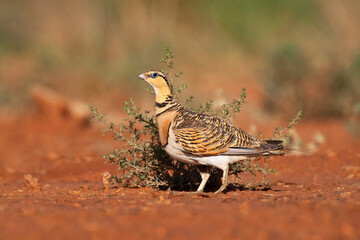 Witbuikzandhoen, Pin-tailed Sandgrouse, Pterocles alchata
