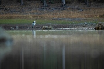 Grey heron (Ardea cinerea) wading in the water