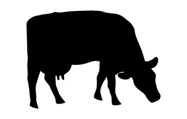 A grazing cow is a minimalistic black silhouette highlighted on a white background. Vector illustration of a cash cow grazing in a field, eating grass. Milkmaid in the meadow