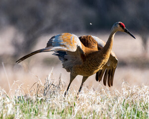 Sandhill Crane