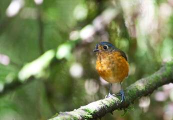 Grijskapdwergmierpitta, Slate-crowned Antpitta, Grallaricula nana