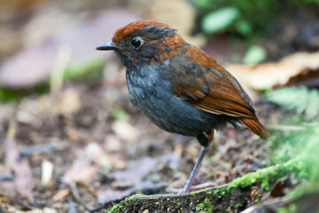 Tweekleurige Mierpitta, Bicolored Antpitta, Grallaria rufocinerea