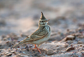 Kuifleeuwerik, Crested Lark