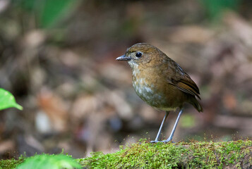 Caldasmierpitta, Brown-banded Antpitta, Grallaria milleri