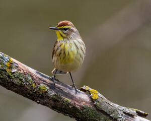 Palm Warbler Perched on Branch