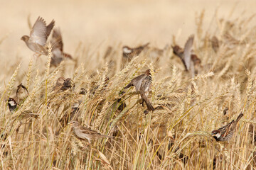 Spaanse Mus, Spanish Sparrow, Passer hispaniolensis