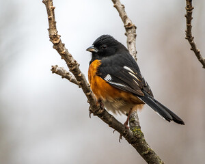 Male Eastern Towhee Perched on Branch