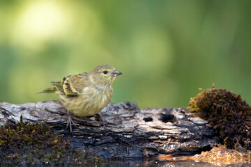 Citroenkanarie, Citril Finch, Serinus citrinella