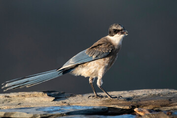 Blauwe Ekster, Iberian Magpie, Cyanopica cooki