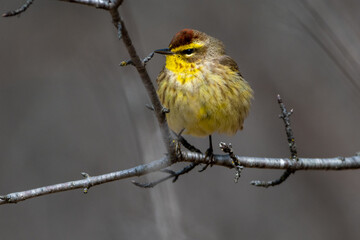 Palm Warbler Perched on Branch