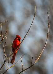 Male Northern Cardinal Perched on Branch