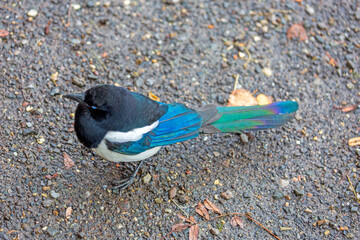 Elster - Vogel - Schillernd