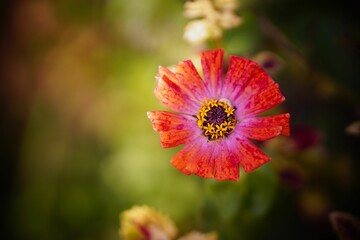 Selective focus of a red common zinnia plant with a yellow pistil, and the blurred background