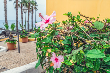 Fototapeta na wymiar Hawaiian hibiscus bush with delicate pink flowers on a blurred background of the promenade in Puerto de la Cruz in Tenerife, Spain. Exotic flowers on the city street. Flora of the Canary Islands