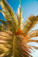 Palm tree leaves against blue sky