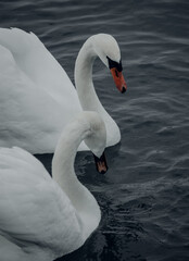 Fototapeta premium two swans on the lake