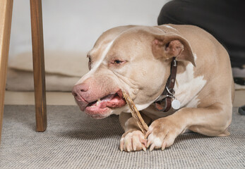 Happy dog with chew stick in mouth and between paws. Large senior dog lying in the living room while chewing on dry meat stick. Female American Pitbull terrier, silver fawn color. Selective focus.
