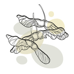Maple seed with shape on white background. Maple leaves line art. Autumn leaves vector illustration