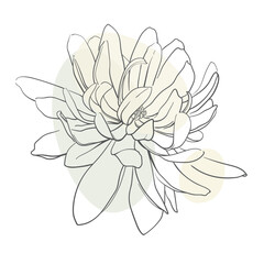 Magnolia with shape on white background. Floral line art. Wedding elegant continuous line drawing. Vector illustration
