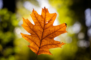 Autumn leaf in bright sunny backlight