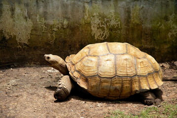 A Giant tortoise in zoo
