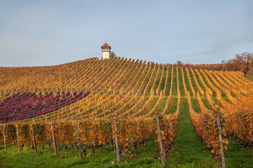 vineyard in autumn near Meersburg Germany