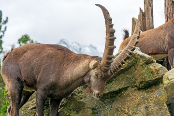 Steinbock - Alpen - Allgäu - Berge - wild - Walsertal 