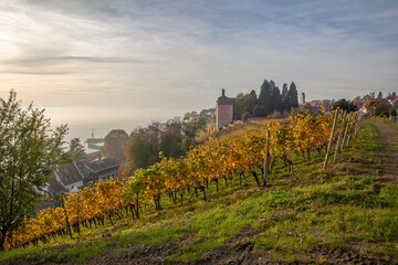 vineyard in autumn at Meersburg Germany 