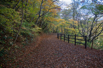 Walking trail at Naruko Gorge with autumn leaves, Miyagi, Japan