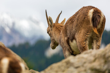 Steinbock - Jung - Allgäu - Alpen - Walsertal