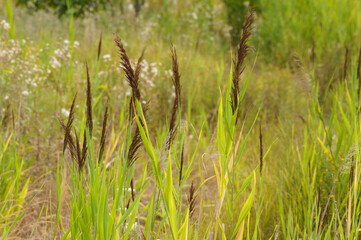Closeup of common reed with selective focus on foreground