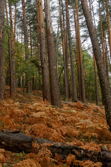 Beautiful forest in autumn in the Rascafria Natural Park near the Sierra de Guadarrama National Park.Madrid. Municipal term of Rascafria. Spain