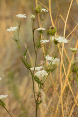 Closeup of wild carrot flowers with selective focus on foreground