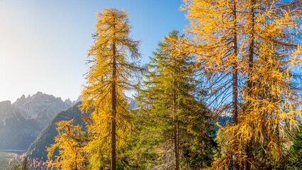 Magical Dolomite peaks at the national park Three Peaks, Tre Cime, in Autumn colors during sunset direct sunlight at blue sky, South Tyrol, Italy, golden season